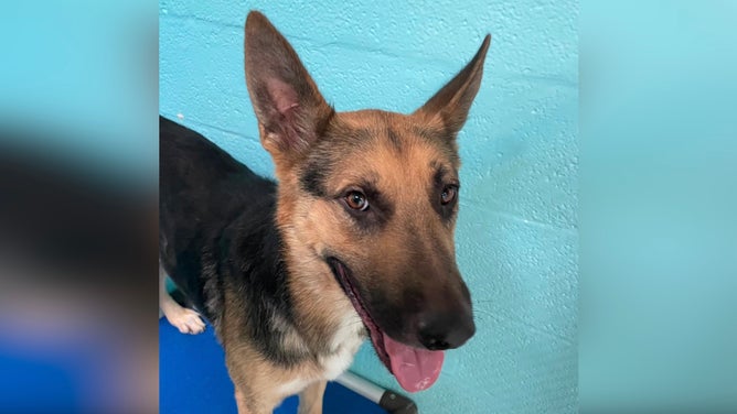 One of the pups transported from Concho Valley PAWS in San Angelo, Texas, to the Coconino Humane Association in Flagstaff, Arizona.